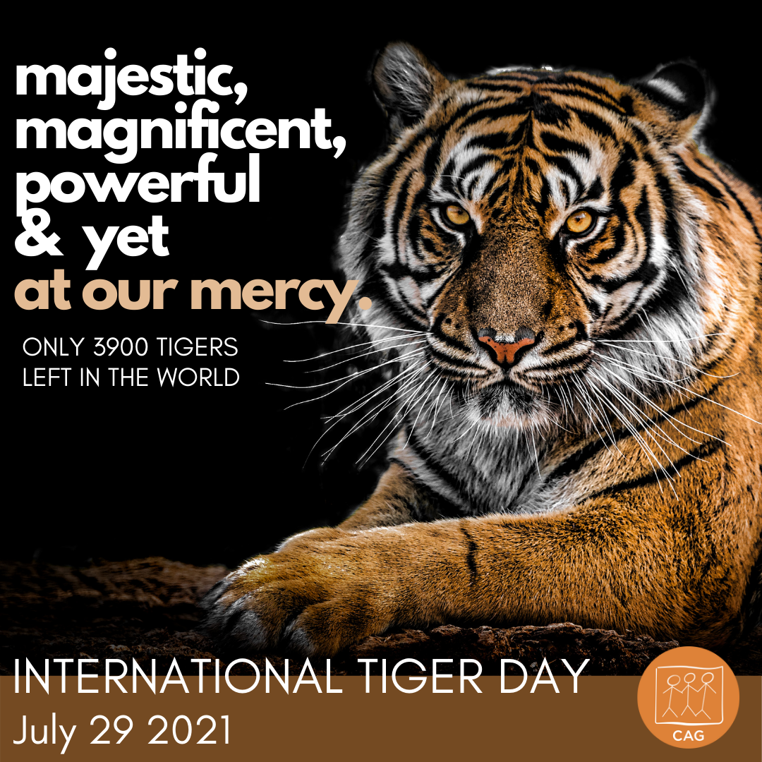 Social Media Poster International Tiger Day CAG